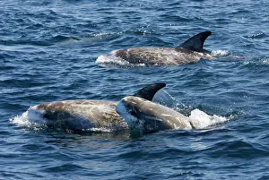 Scars: Risso's dolphin