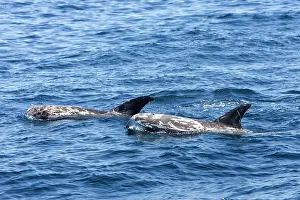Scars: Risso's dolphin