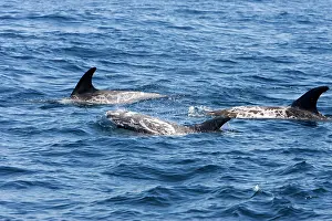 Scars: Risso's dolphin