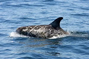 Scars: Risso's dolphin