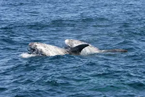 Scars: Risso's dolphin