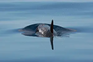 Rissos: Risso's Dolphin