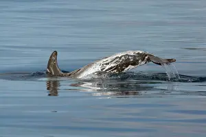 Rissos: Risso's Dolphin