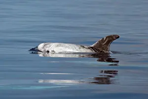Rissos: Risso's Dolphin