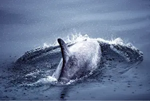 Fins: RISSO'S DOLPHIN