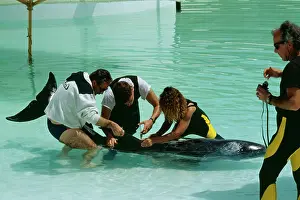 Rehabilitation: Risso's DOLPHIN - Being given medication by vet