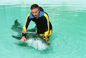 Rehabilitation: Risso's DOLPHIN - Being helped to swim by researcher