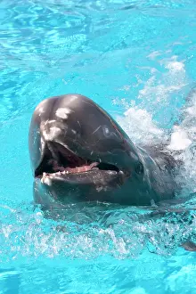 Scars: Risso's Dolphin with nose sticking out of water