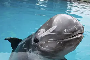 Rissos: Risso's Dolphin - with nose above surface