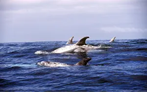 Fins: RISSOS DOLPHIN pod at surface
