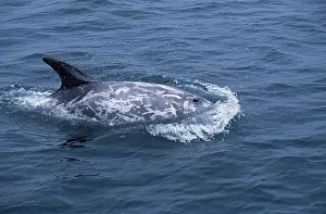 Scars: Risso's Dolphin - shows scars