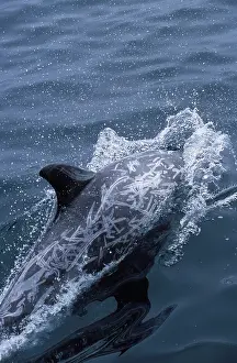 Scars: Risso's Dolphin - shows scars