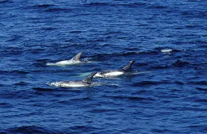 Scars: Risso's Dolphin - shows scars