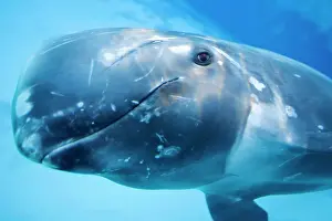 Scars: Risso's Dolphin swimming underwater