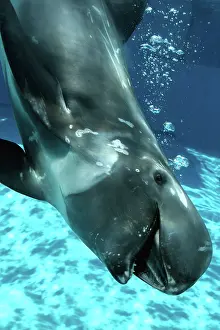 Rissos: Risso's Dolphin swimming underwater