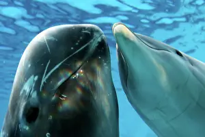 Rissos: Risso's Dolphin - swimming underwater with a Bottlenose