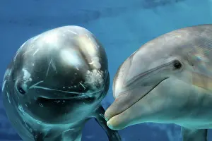 Rissos: Risso's Dolphin - swimming underwater with a Bottlenose