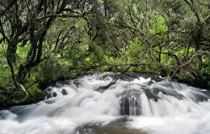 Erica: River in Aberdare National Park just before