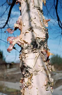Birches: River Birch Tree - exfoliating bark