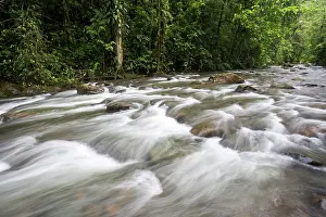 Brushwood: River in Cloudy forest, Mindo, Ecuador