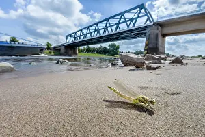 Clubtail: River Clubtail