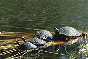 1995: River Cooters