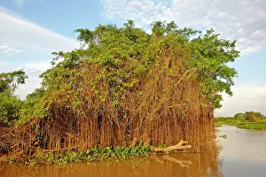 Cuiaba: River Cuiaba Black channel Pantanal area Mato Grosso