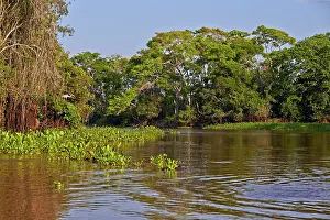 Cuiaba: River Cuiaba Black channel Pantanal area Mato Grosso