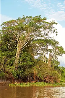 Cuiaba: River Cuiaba Black channel Pantanal area Mato Grosso