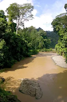 Primary: River Danum and primary rainforest on its banks