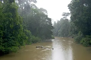 Danum: River Danum in the rain
