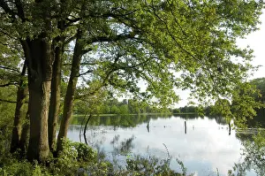 Dinkel: River Dinkel - flooded
