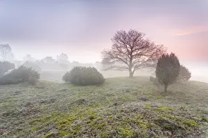 Robur: River dune grassland with Common Juniper (Junip