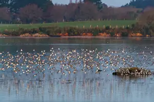 Groupe: River Etel, islet of Nichtarguer, flock of Dunlin in flight