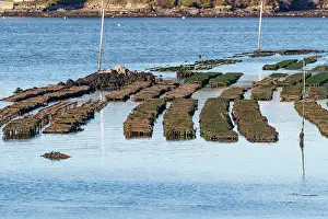 Bretagne: River Etel, Kergo with oyster farm