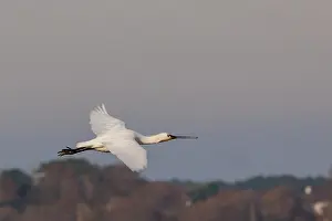 Bretagne: River Etel, Village of Saint Cado, Spoonbill