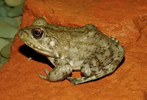 Liberty: River Frog