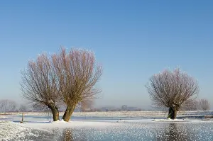 Willows: River IJssel - Frozen foreland with rimed pollard