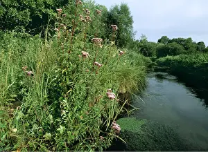 Riverbank: RIVER Itchen - and Hemp Agrimony