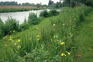 Anglers: River Itchen - showing bank vegetation & angler's path