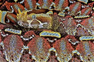 Rwanda: River jack (Bitis nasicornis), Congo