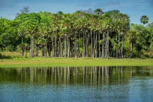 Negro: River landscape with palm trees at the Rio Negro
