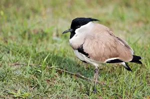 Lapwings: River Lapwing - standing on bank