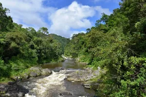 Jungles: River meander, rainforest, Ranomafana National Park