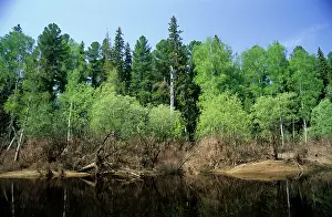 Negustyah: River Negustyah in middle current. Dark water is
