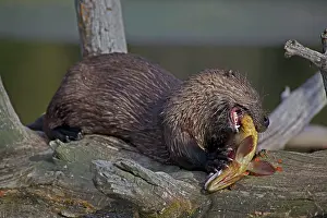 Trouts: River Otter - eating Cutthroat Trout