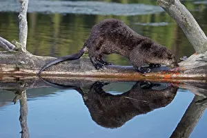 Cutthroat: River Otter - eating Cutthroat Trout