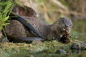 Trouts: River Otter - eating Cutthroat Trout
