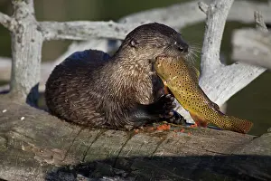 Trouts: River Otter - eating Cutthroat Trout