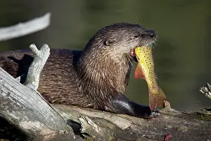 Trouts: River Otter - eating Cutthroat Trout